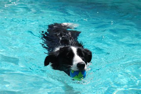 Clover The Border Collie Swimming Like A Pro In A Pool Flickr