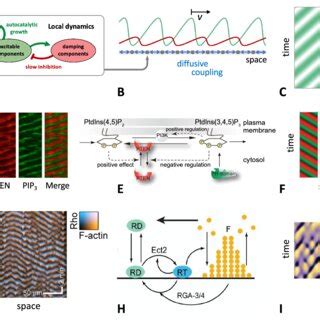 Examples Of Actin Waves In Various Cell Types A Human Epithelial