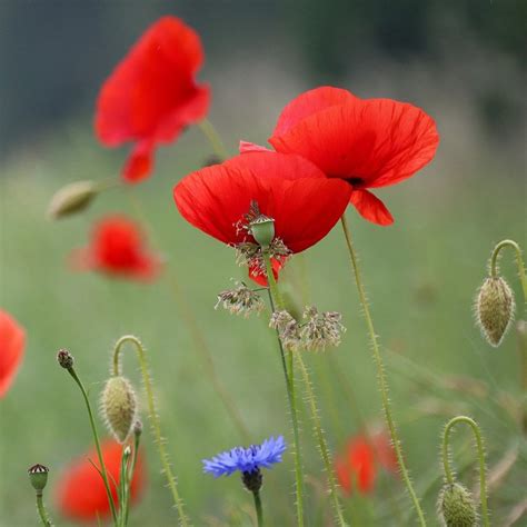 Buy Common Poppy Papaver Rhoeas Delivery By Waitrose Garden