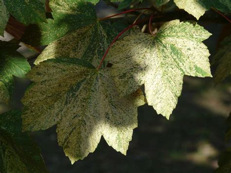 Acer Pseudoplatanus Leopoldii Sycamore Maple Planetree Maple