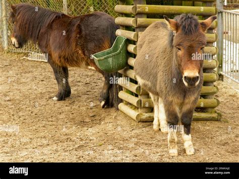 The domestic donkey is a common pet all over the world. Its ancestral ...