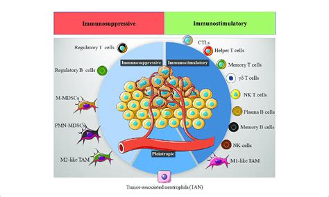 The Tumor Immune Microenvironment Time Several Immune Cells Are Download Scientific