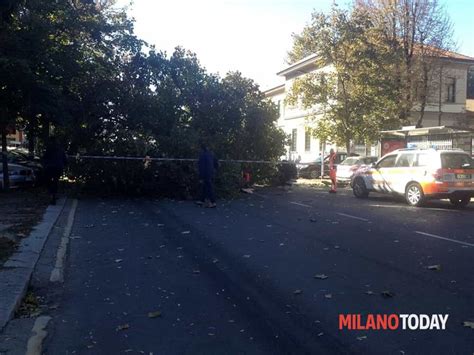 Albero Cade Su Un Auto A Milano