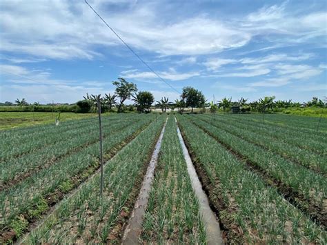 Nganjuk Menjadi Pemasok Utama Sentra Bawang Merah Se Jawa Timur