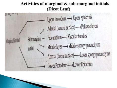 Leaf structure, adaptations, development