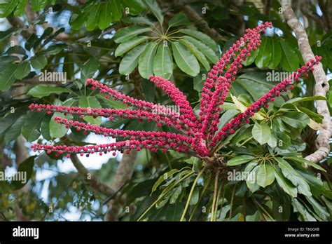 Umbrella Tree Hi Res Stock Photography And Images Alamy