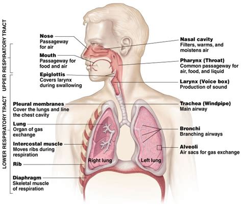 Respiratory System Diagram Quizlet