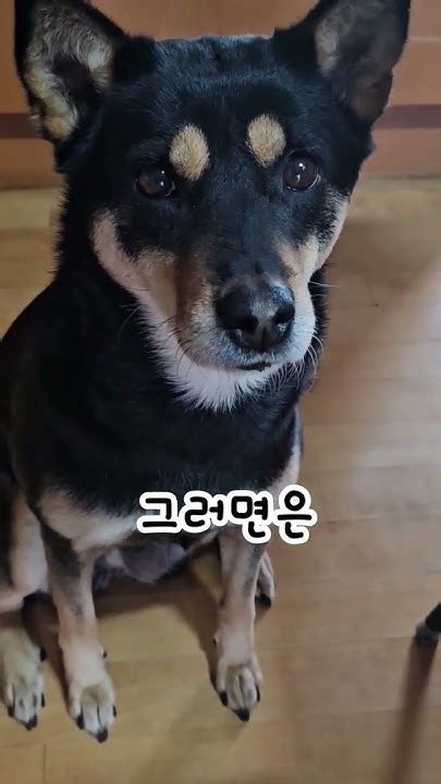 식당 이모버전😀doglife Doglover Dog Jindodog Koreadog 진돗개까미진돗개일상 Youtube