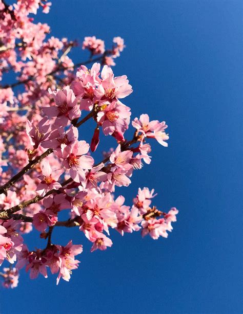 Pink Sakura tree photo – Free Japan Image on Unsplash