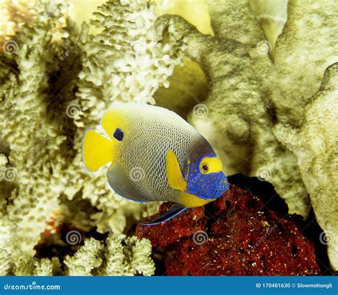 Poisson Ange A Tete Bleue Pomacanthus Xanthometopon Foto De Stock