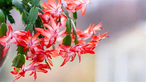 How To Care For A Christmas Cactus And Keep It Alive Toms Guide