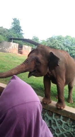 Liat Gajah Di Ragunan YouTube