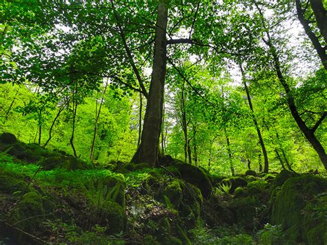 Caspian Hyrcanian Forests