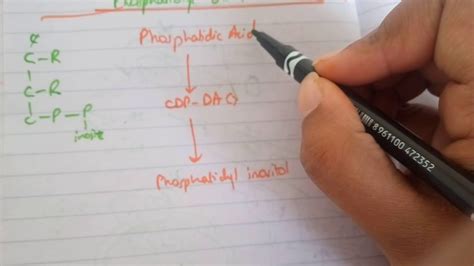 PHOSPHOLIPID SYNTHESIS made easy part 5phosphotidyl inositol synthesis ...