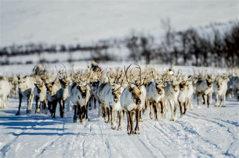 The Sami People - indigenous people of the North - Northern Norway ...