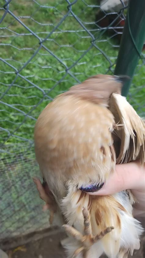 Feather Sexing Italian Coturnix Quail