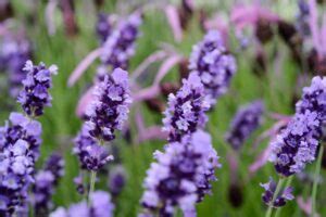 Lavendel Planten Zo Pak Je Dat Aan Gardeners World