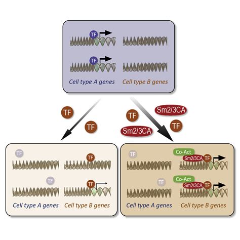 Constitutively Active Smad Are Broad Scope Potentiators Of