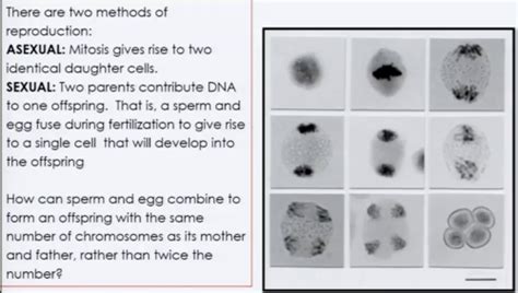 Chapter 13 Meiosis And Sexual Life Cycles Flashcards Quizlet