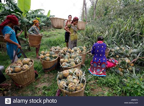 Pineapple Harvesting On The Hill At Rangamatichittagang Bangladesh