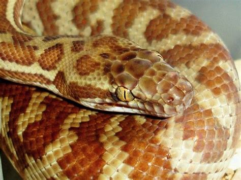 Stimson's Python | Snake, Reptile snakes, Python