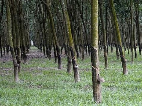 Gambar Lukisan Pokok Getah Getah Jepun Posts Facebook Dina Mazzi