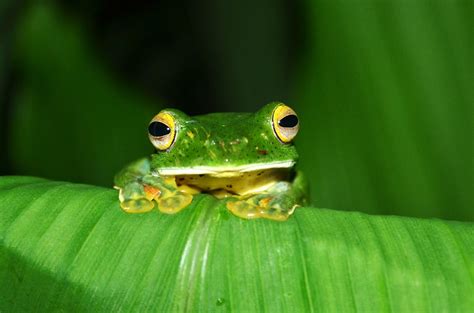 Photography & Me: Malabar Flying Frog