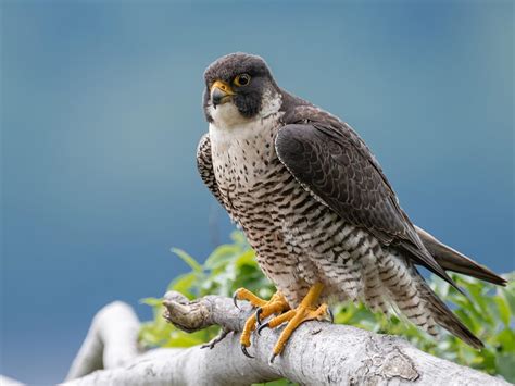 Male vs Female Peregrine Falcons: How To Tell The… | Bird Fact