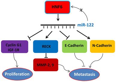 Proposed Mechanisms By Which HNF6 Regulates Genes Involved In The