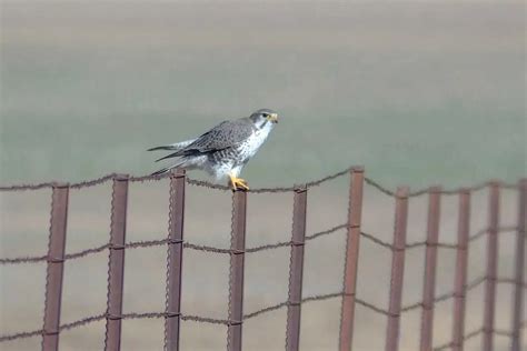 Gyrfalcon Size Comparison