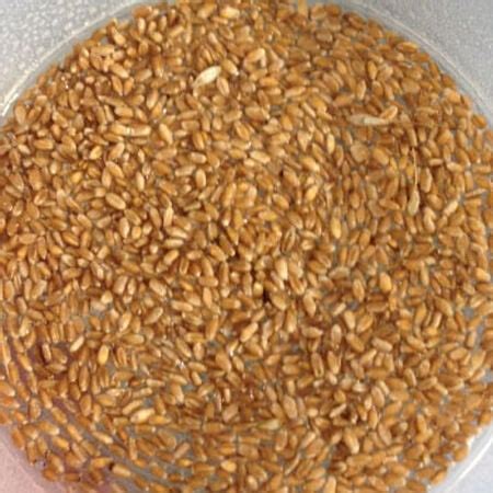 Hard Red Wheat, Sprout Seeds | Urban Farmer