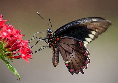 Winged Splendor Polydamas Swallowtail Butterfly Eating Nectar Battus