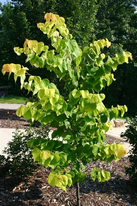 Cercis canadensis 'Hearts of Gold' | Hearts of Gold Redbud | Pots and ...