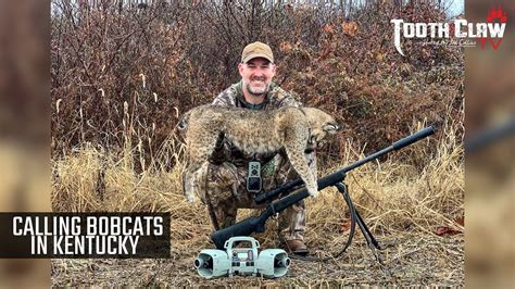 Calling Bobcats In Kentucky Bobcat Hunting Youtube