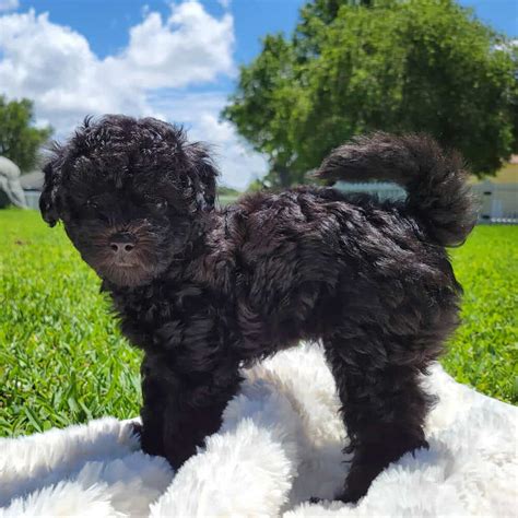 Lola Black Maltipoo Puppy Female Micheles Puppies And Paws