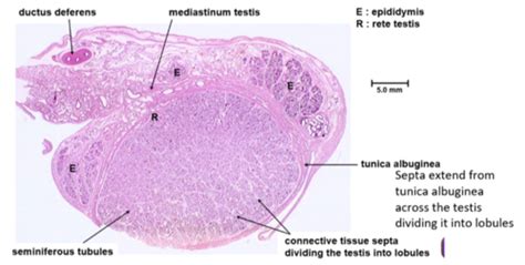 1 11 Practical Male Histology Flashcards Quizlet