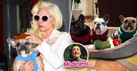 Lady Gaga se niega a pagar por devolución de sus perros