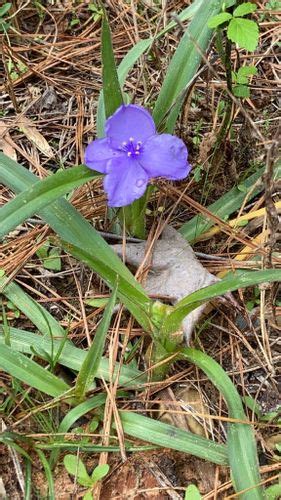 Best Hikes and Trails in Caddo Lake National Wildlife Refuge | AllTrails