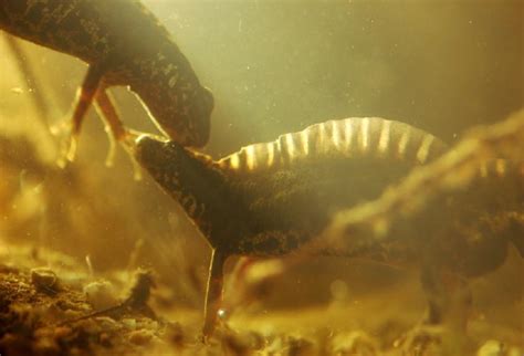 Anfibios Ocio Educativo En La Naturaleza