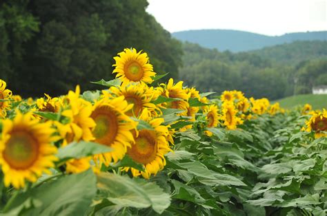 Fausett Farms Sunflowers | Official Georgia Tourism & Travel Website | Explore Georgia.org