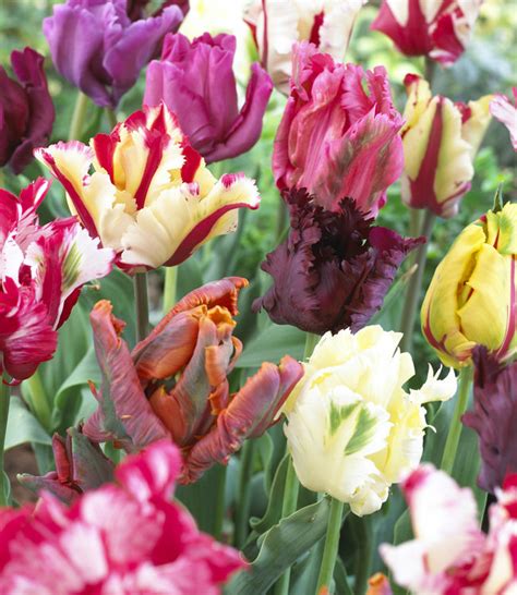 Tulip Bulbs Rainbow Parrot Beautiful Eyecatcher Tulip Store