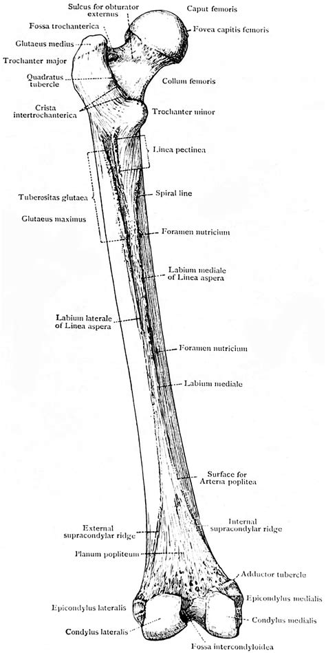 File:Femur bone.png - Physiopedia