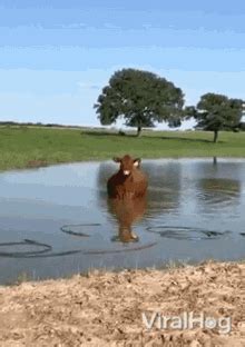 Chill Cow Studying Chill Cow Studying Lofi Discover Share Gifs