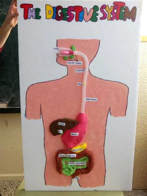 Maqueta Del Sistema Digestivo Hot Sex Picture