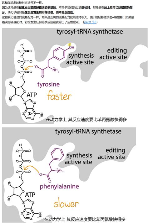 Mit 分子生物学 Part3 110 氨酰 Trna合成酶的校对 哔哩哔哩