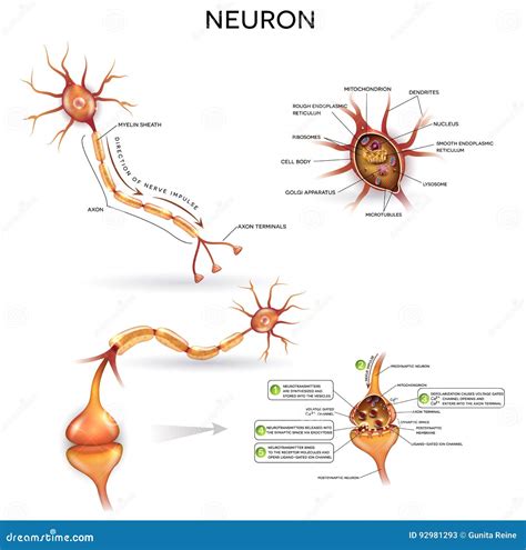 Neuron Detailed Anatomy Stock Vector Illustration Of Microscopic