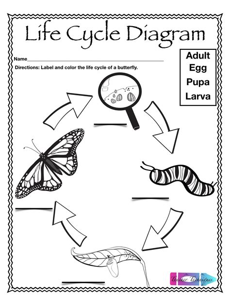 Life Cycle Of A Butterfly Worksheet