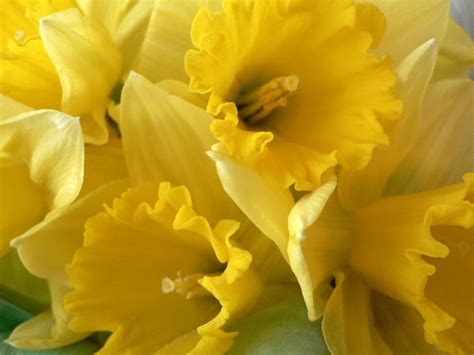 Free picture: daffodils, yellow