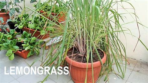 Harvesting Lemongrass In Container And Planting From The Stalk Again