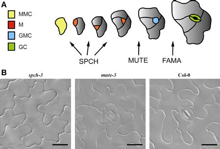 Stomatal Development In Arabidopsis A Arabidopsis Stomatal